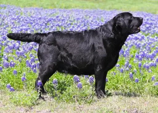 Harlequin Hard Knock Life