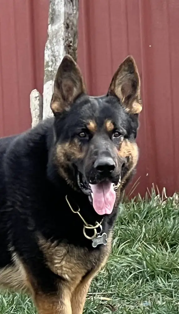 Brownie vom Kaditzer land