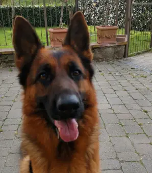 Quaglia dell'Erta delle chiuse