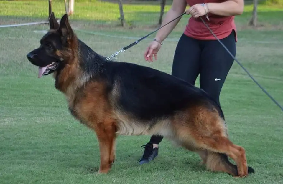 SG20 Hero di terra scura