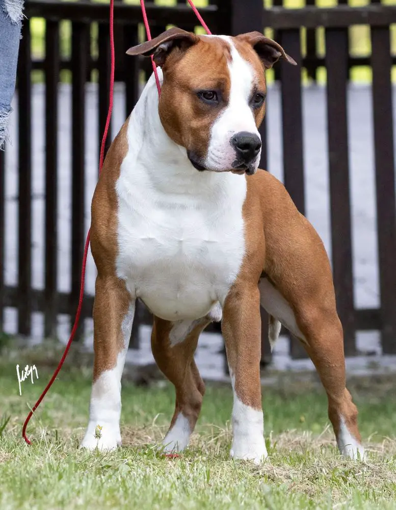 MAJOR JCH 2023, ITALIAN JCH 2022 ABATE’S BULL JORDAN