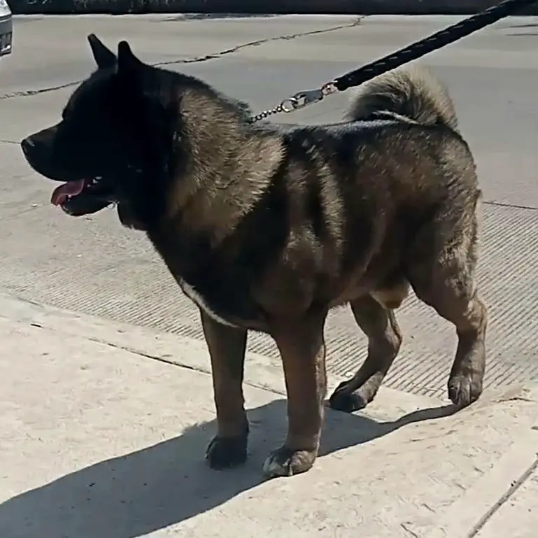 Vic-Victus (Rodriguez)