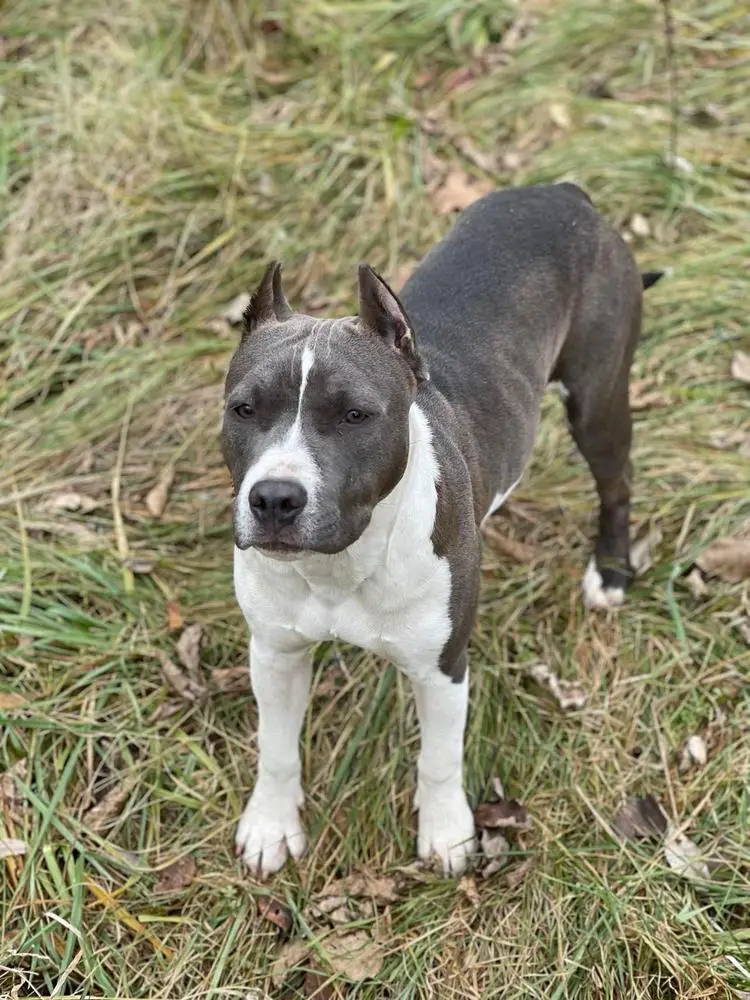 Gunsmokes Midnight Toker