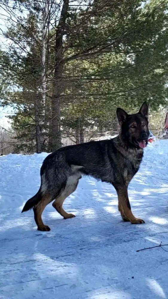Thor Vom Haus BVR