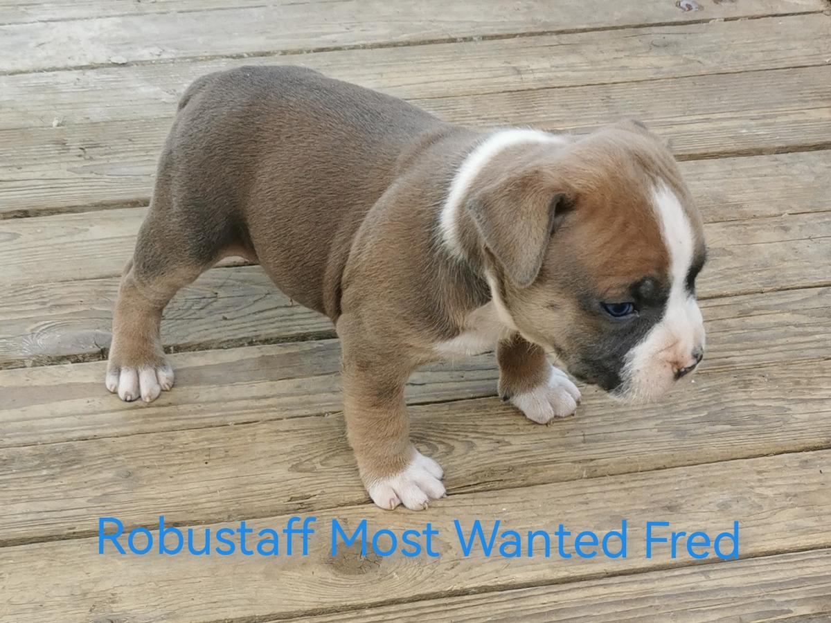 Robustaff Most Wanted Fred