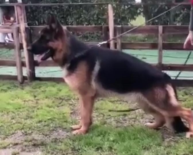 Dardo del re di Persia