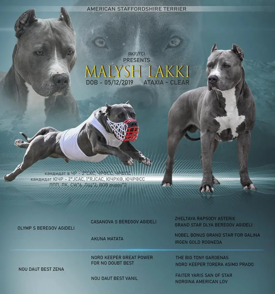 JCH.RKF, CH.RKF, RB Malysh Lakky