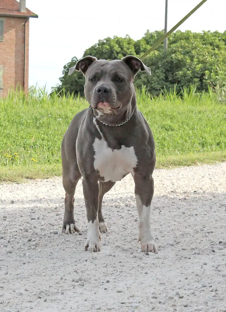 Contra Legem Tracy Chapman