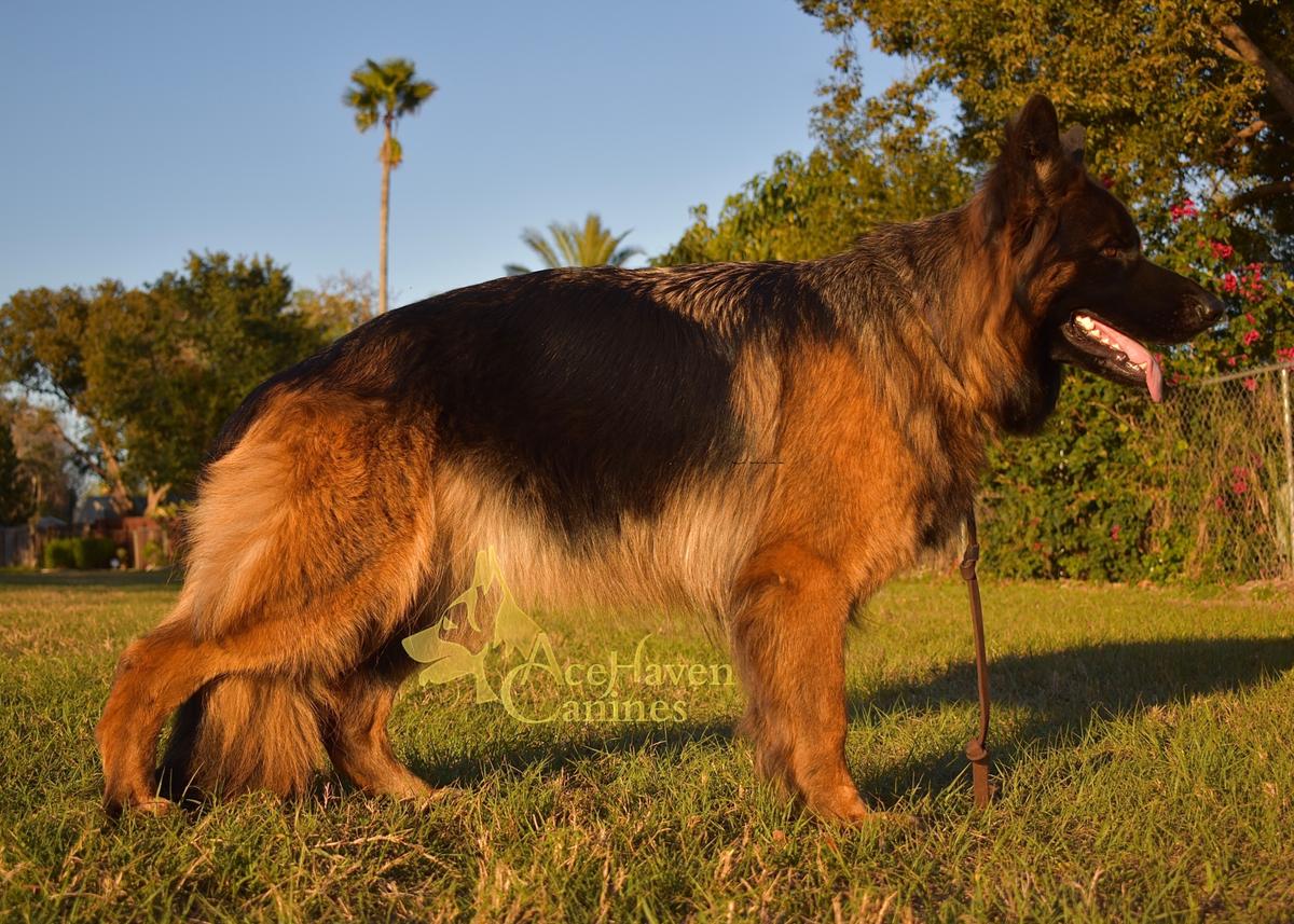 SG1 Milenka Vom Acehaven