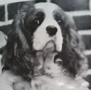 HOMARANNE CARDEW OF TRIODAN