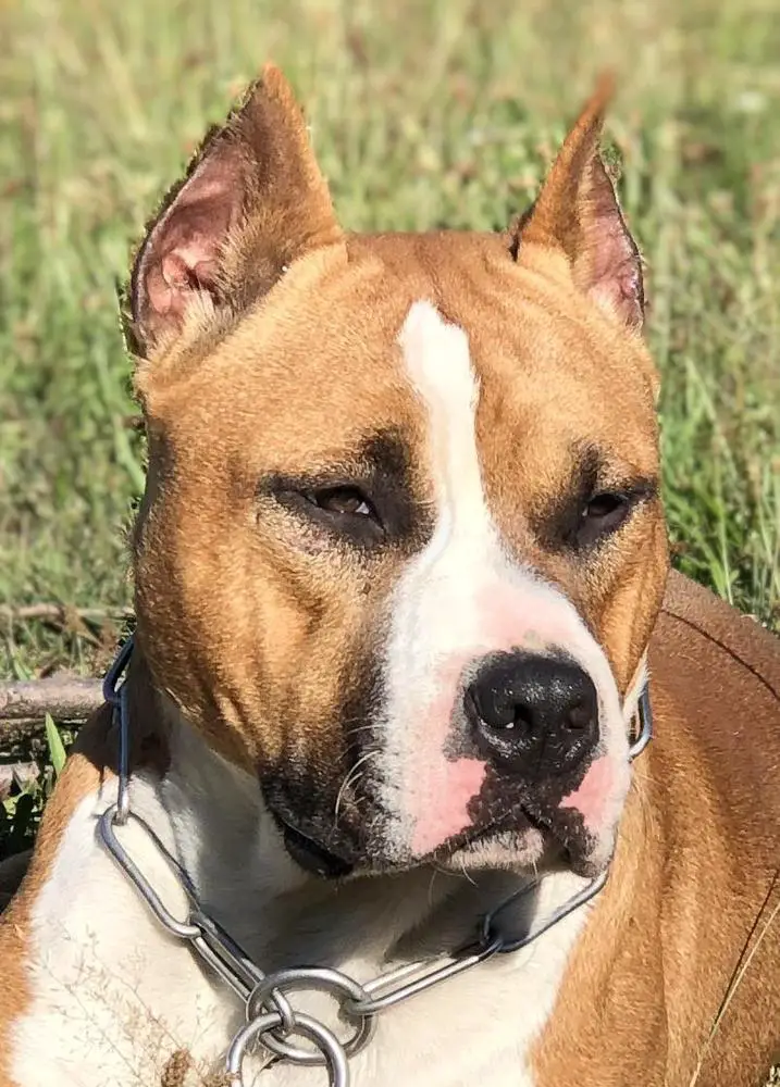 Skywalker Jedi of Thunder Mutual Love