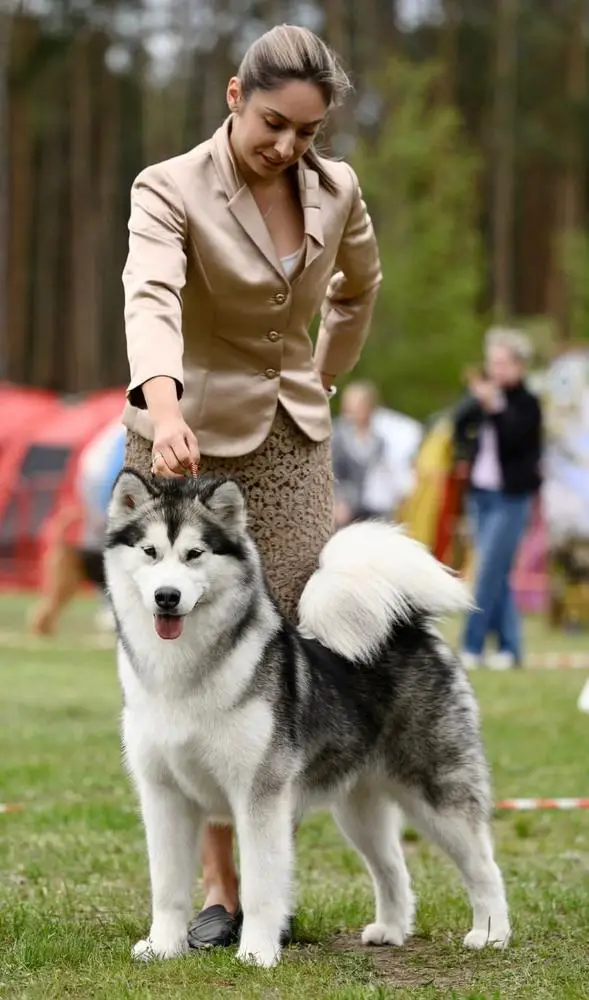 ChRUS MAZURSTAR RADIANT GLORY