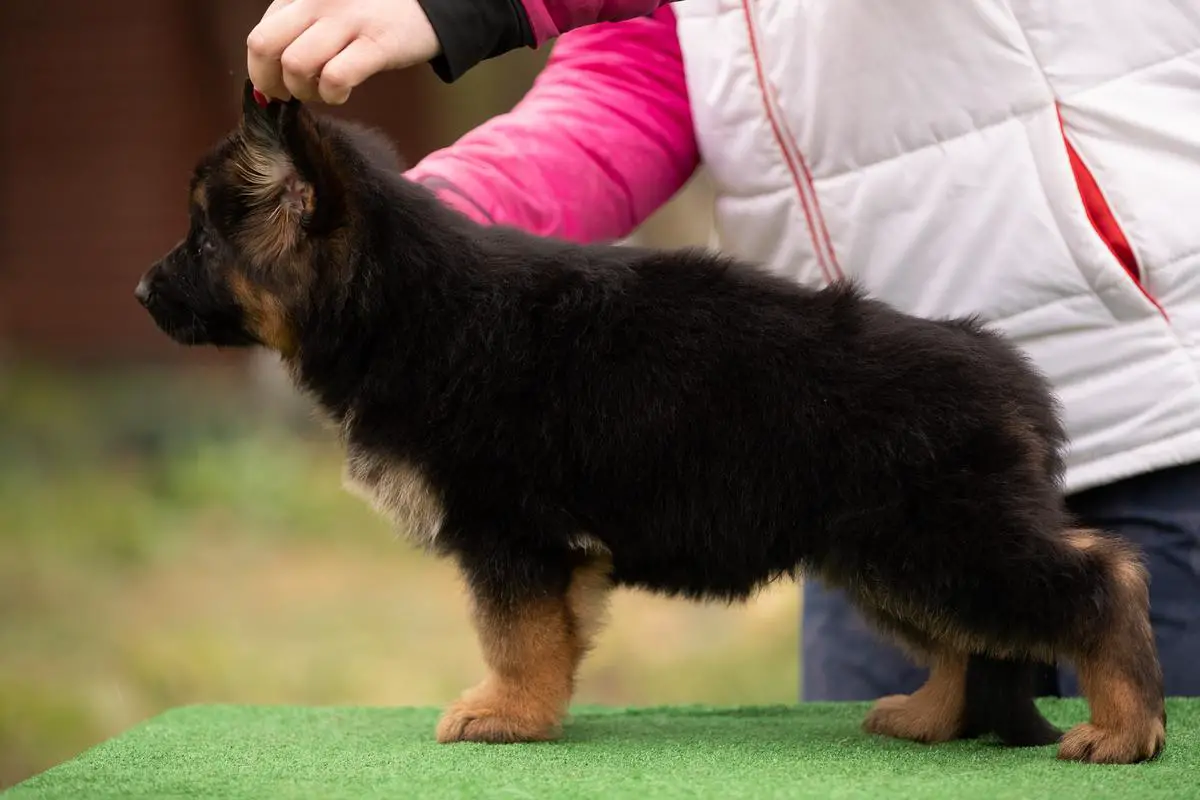 YAMAMOTO VOM MAIR HOF