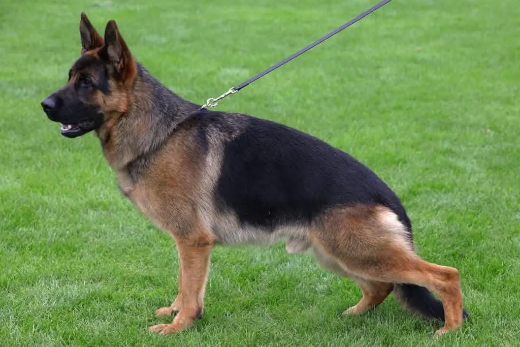 SG Fredo vom Osterberger-Land