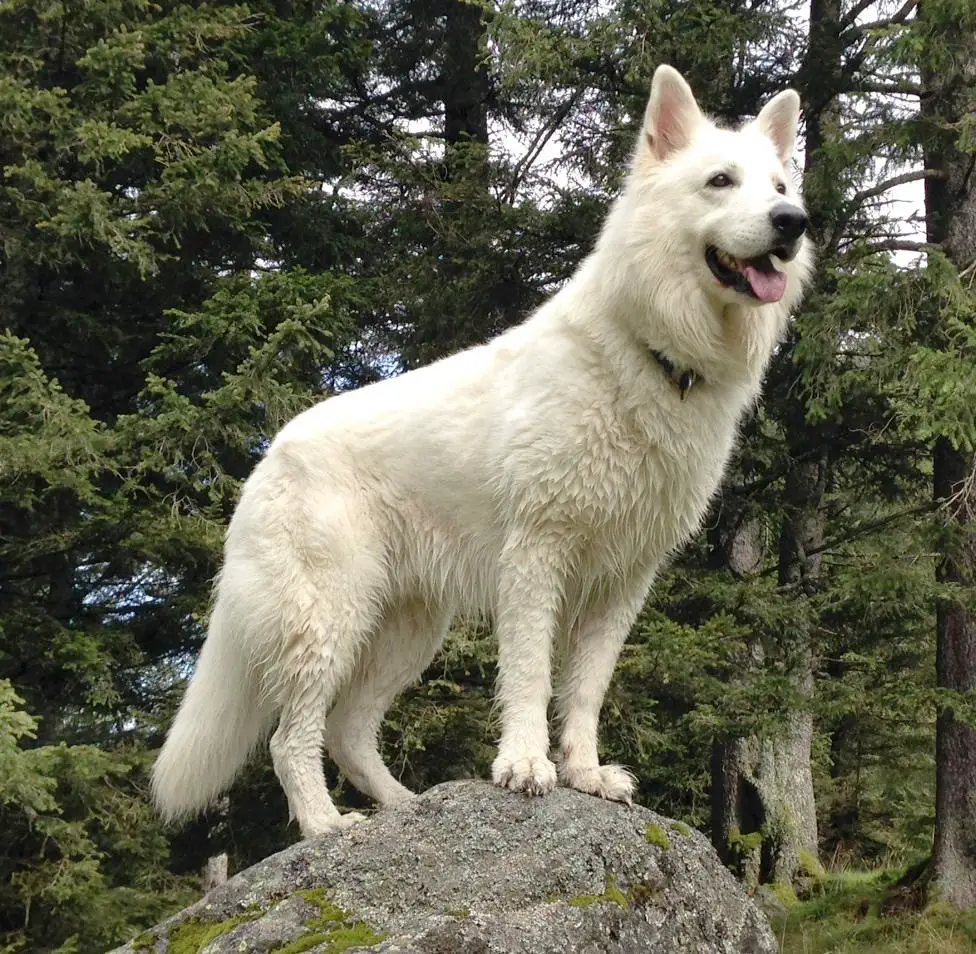 Ticco - Tayo of white Valley