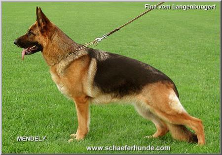 V Fina vom Langenbungert