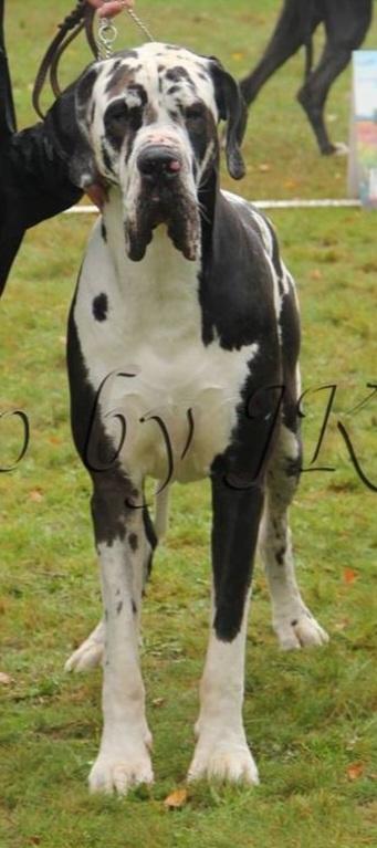 JERRY LEE DU TEMPLE SACRE D'HÉLOÏSE