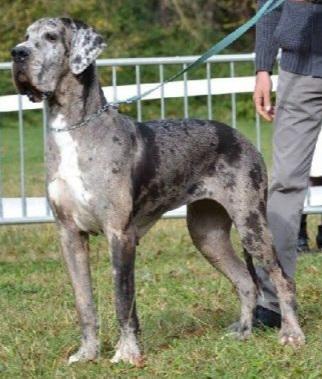 FIONA DES JOYAUX D'ALLYTHELIA