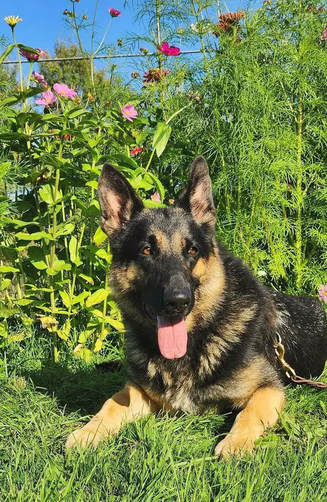 Freyda Von Commander