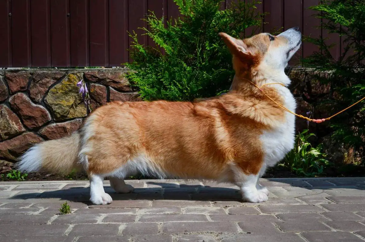 Chloe Hardes Siberians