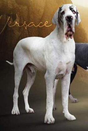 Lauer Danes Versace Born With Style