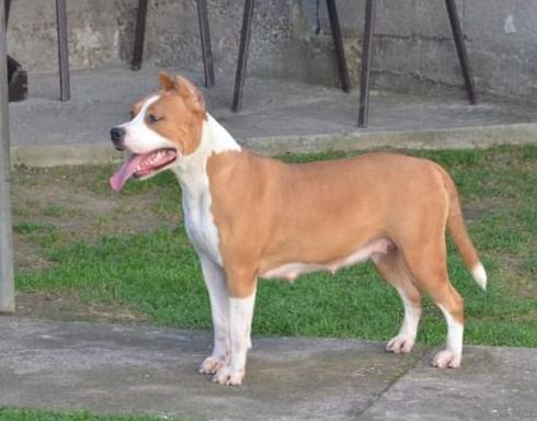 Sara Od 1300 Kaplara