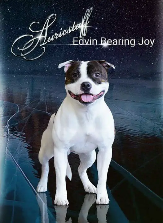 Auricstaff Edwin Bearing Joy