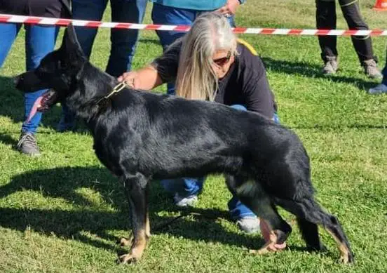 SG Conan vom Haus Denfors K9