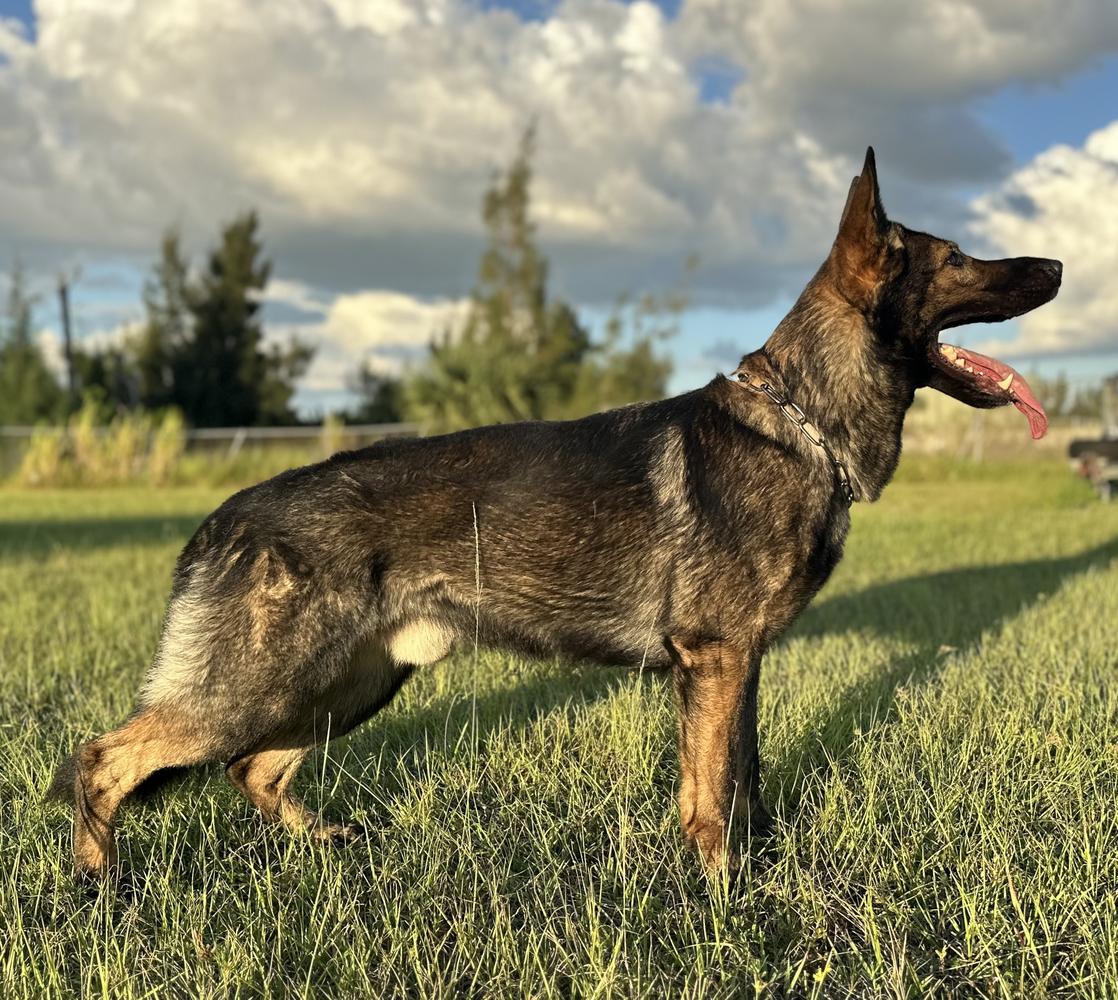 VD1 Lucco z Radostovskeho dvora