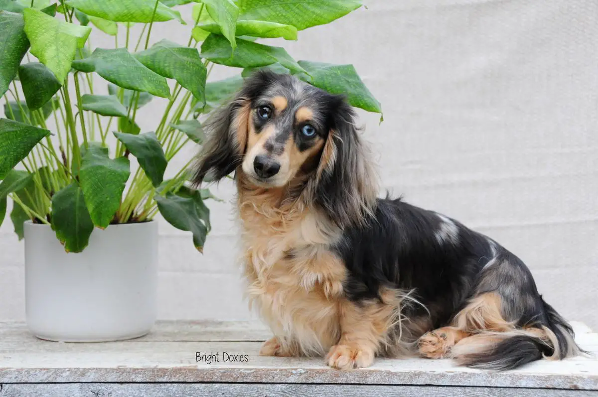 Quinn's Feeling Lucky