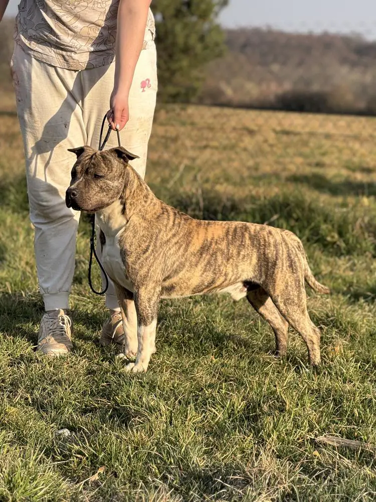 Amstaff Major '24 - Best male baby Flametown Highway To Hell
