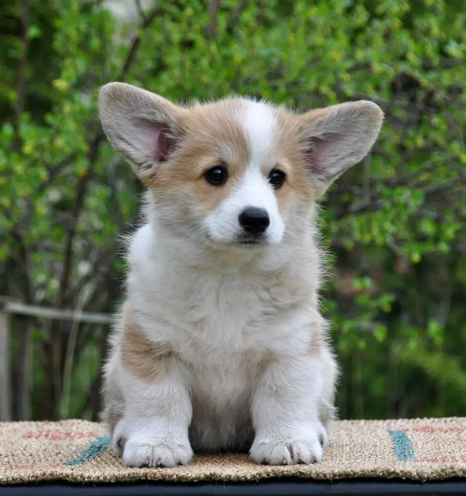 FAIRY'S GIFT ALWAYS SMILING