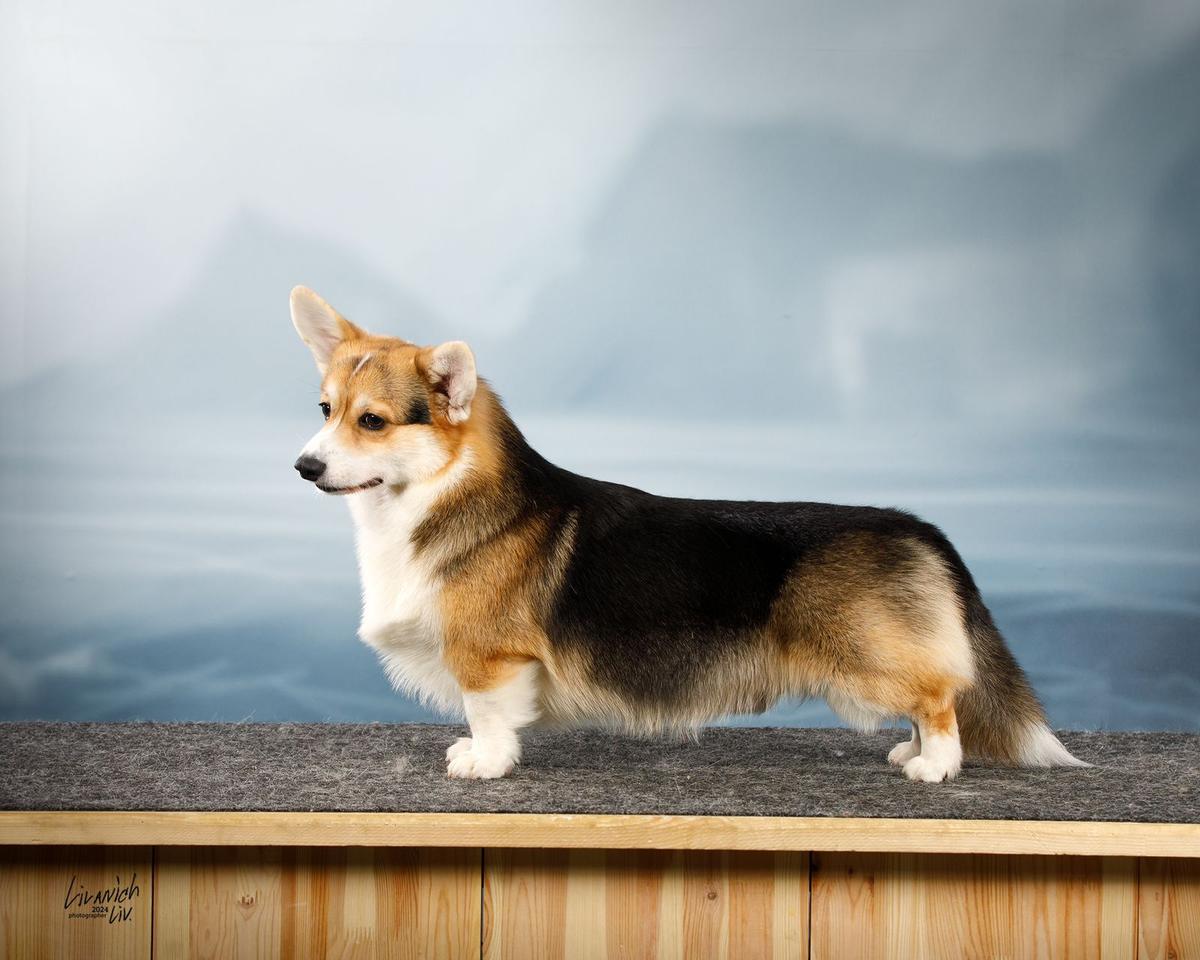 JChRu, ChRu, JChClub Drogon King Of The Grassy Sea