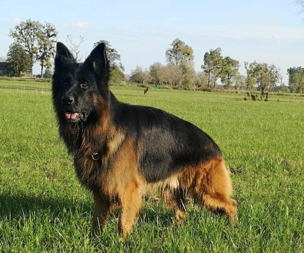 Asap z Mylnej Gromady