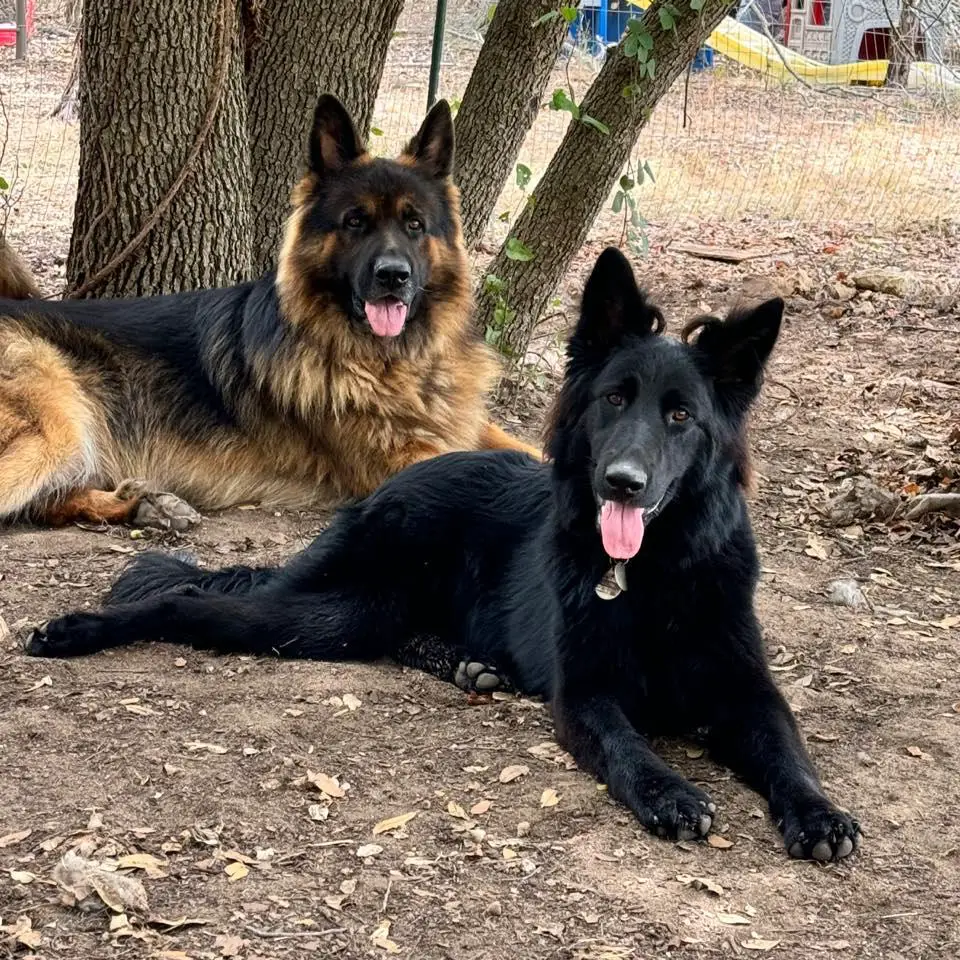 Willow Vom Sudenblick