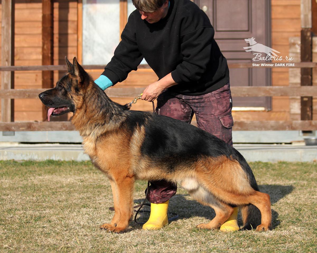 Star Winner Dark Fire