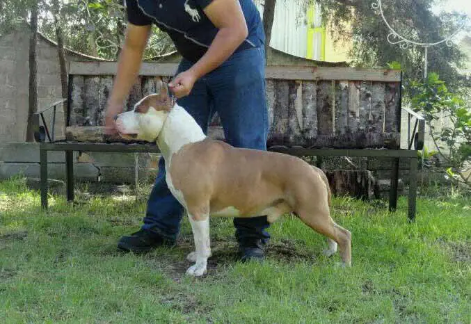 Edelhaus Soldier of Honor