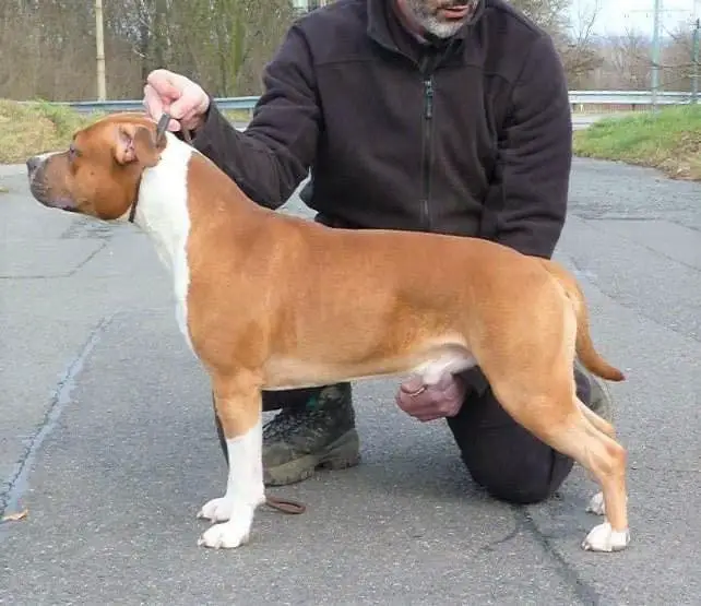 Dragon Ruffian Joannidis