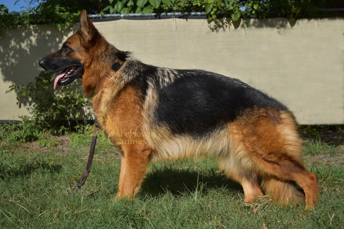 SG2 Luna Von Parkseite