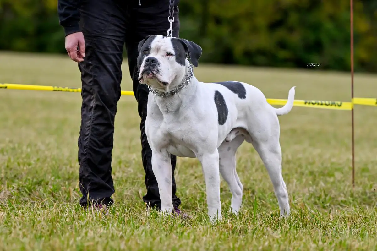 Grand Champion Gunslinger's Ocelotl