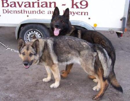 Jola vom Mühlhamer Keller