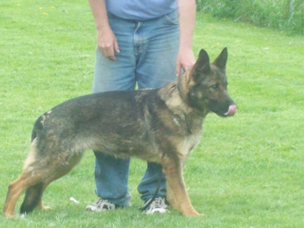 Yaska vom Gräfental