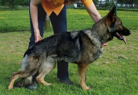 SG Cindy vom Aufsteigenden Phönix