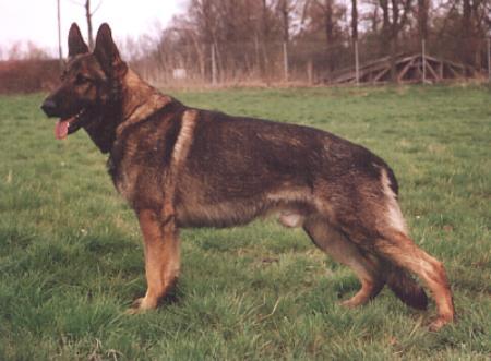 Vips vom Busecker Schloß