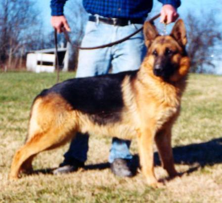 SG Igor vom Stahlshüttenhof