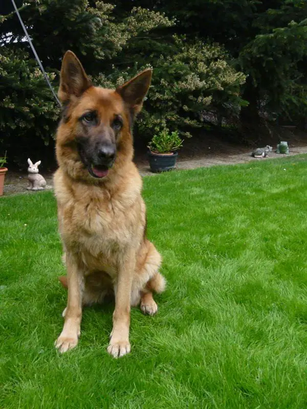 V Tonjara vom Winnloh