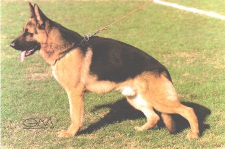 Hondo von der Burg Aliso