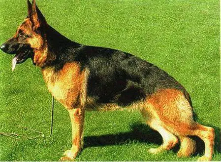 SG Orna vom Stadtlohnerland