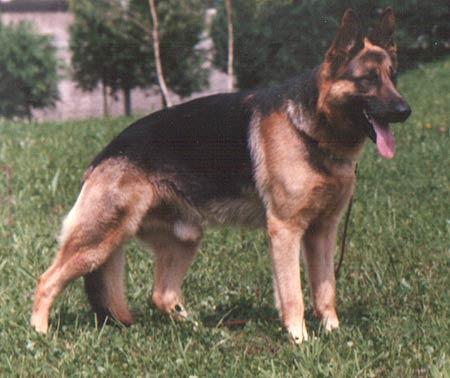 V Licio dell' Isola dei Baroni