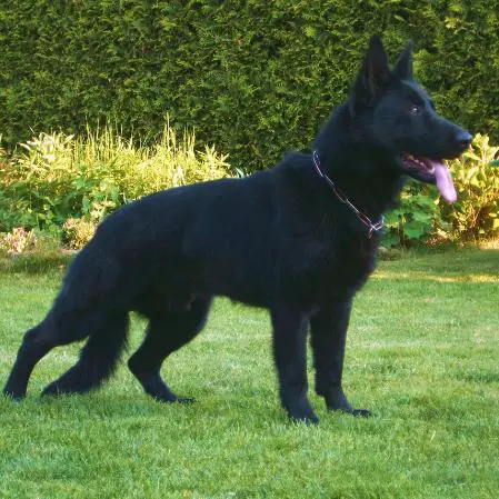SG Bruce von der wilden Nachbarschaft